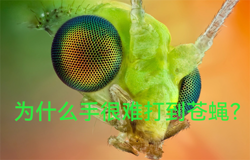 為什么手很難打到蒼蠅？
