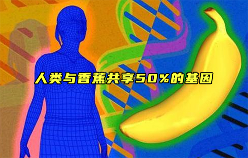【科普視頻】人類與香蕉共享50%的基因？